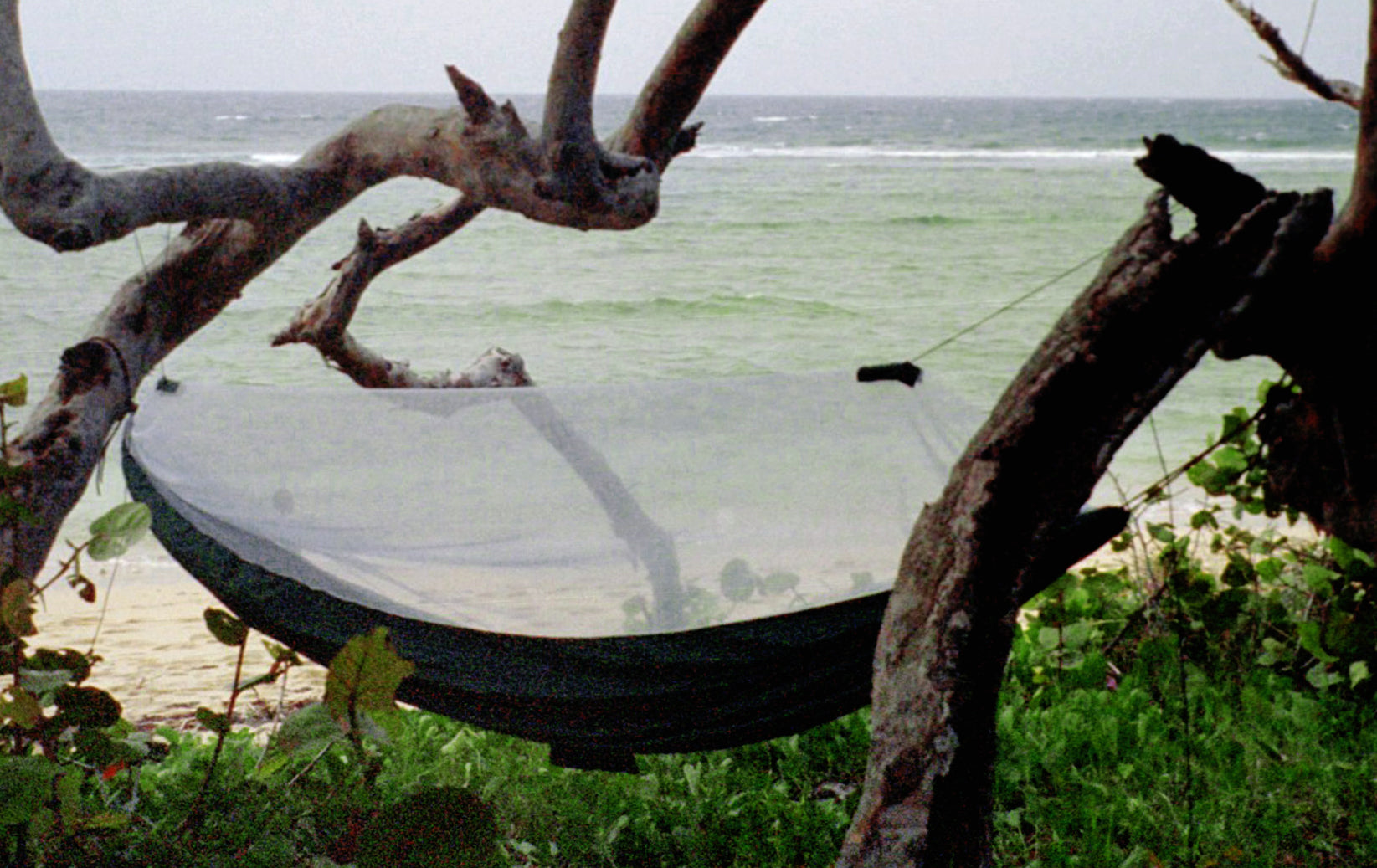 Mosquito Free-4